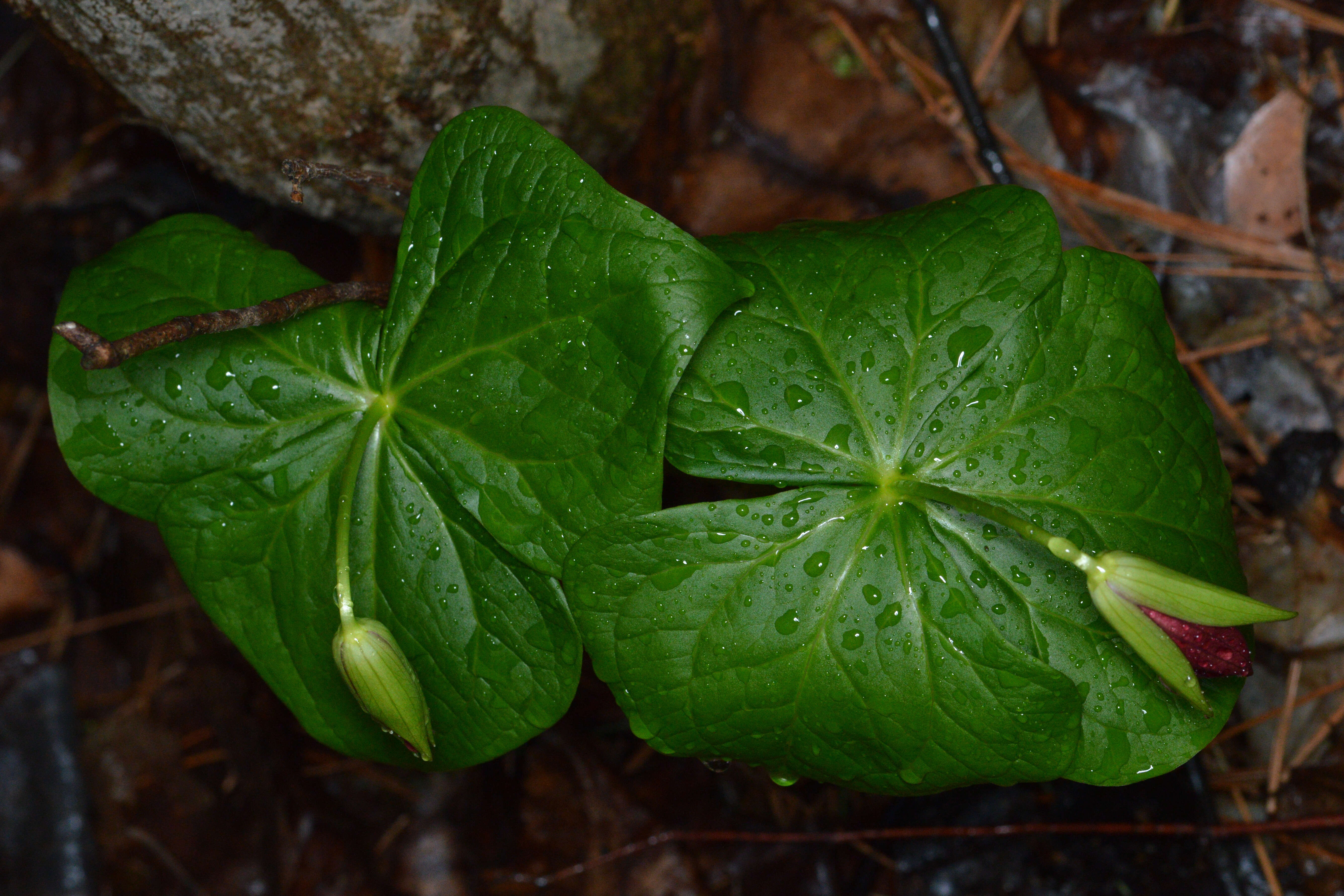 Image of red trillium