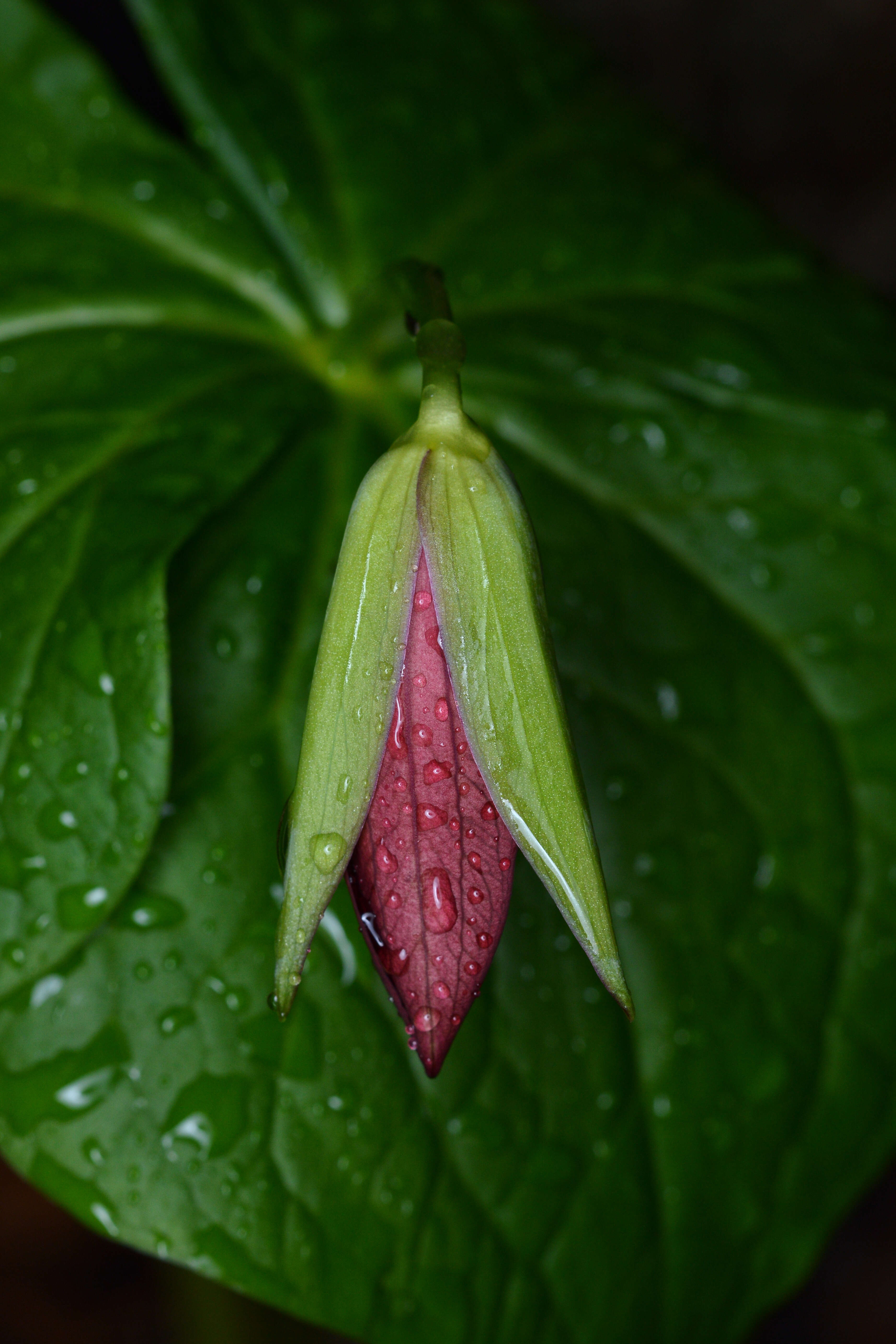 Image of red trillium