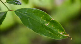 Image of Fragrant Wintersweet