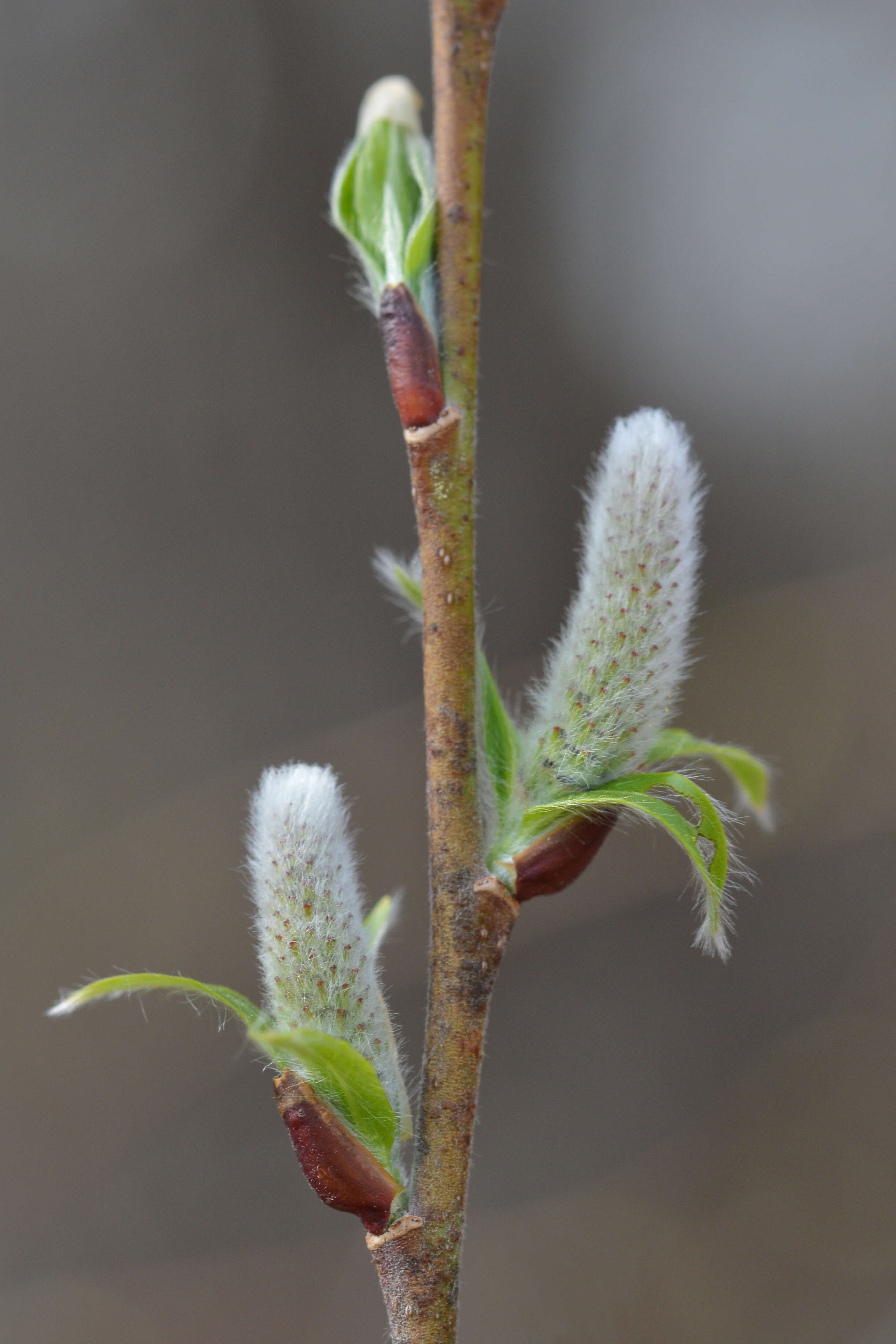 Plancia ëd Salix discolor Muhl.