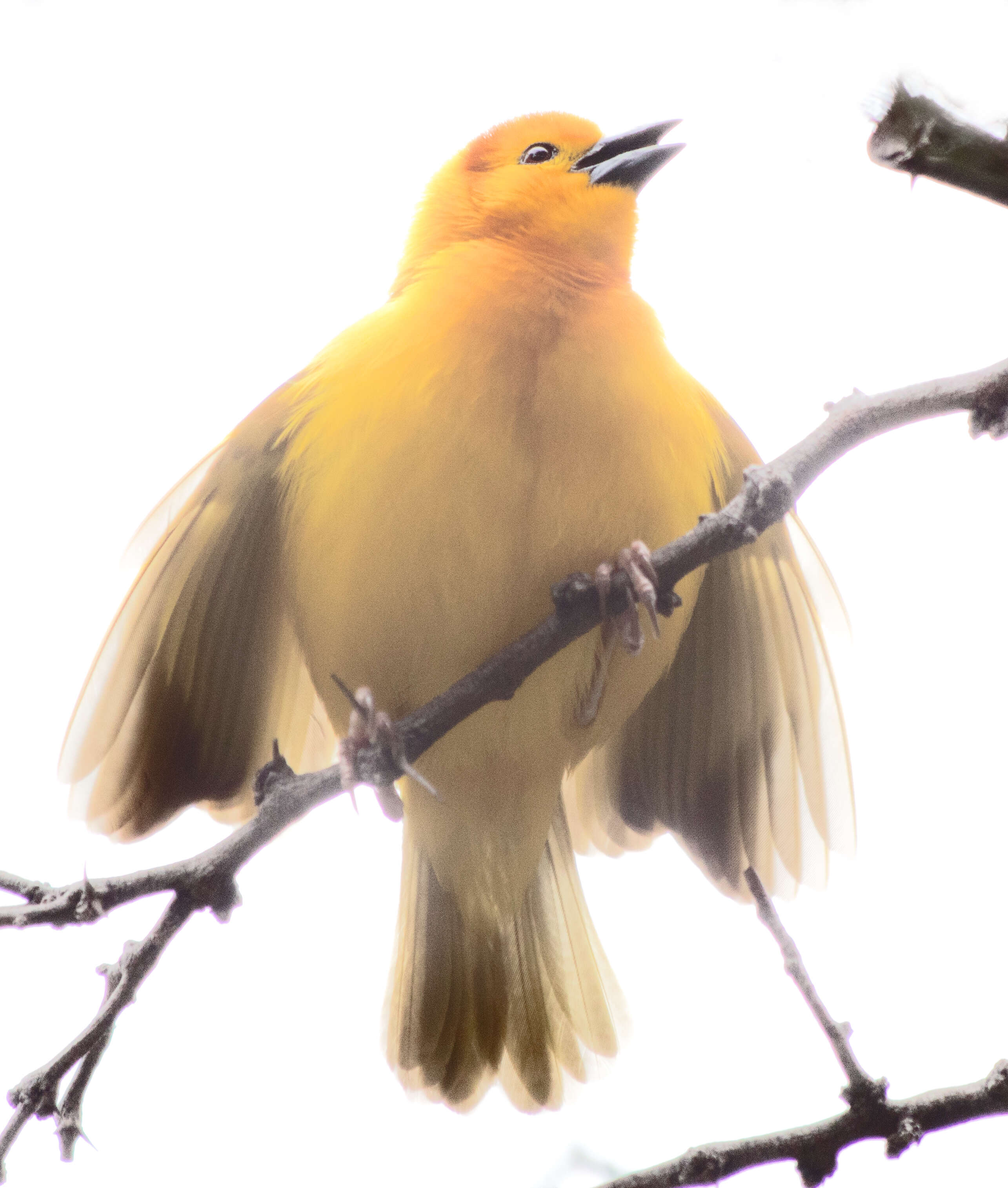 Image of Taveta Golden Weaver