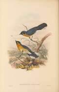 Symposiachrus trivirgatus (Temminck 1826) resmi