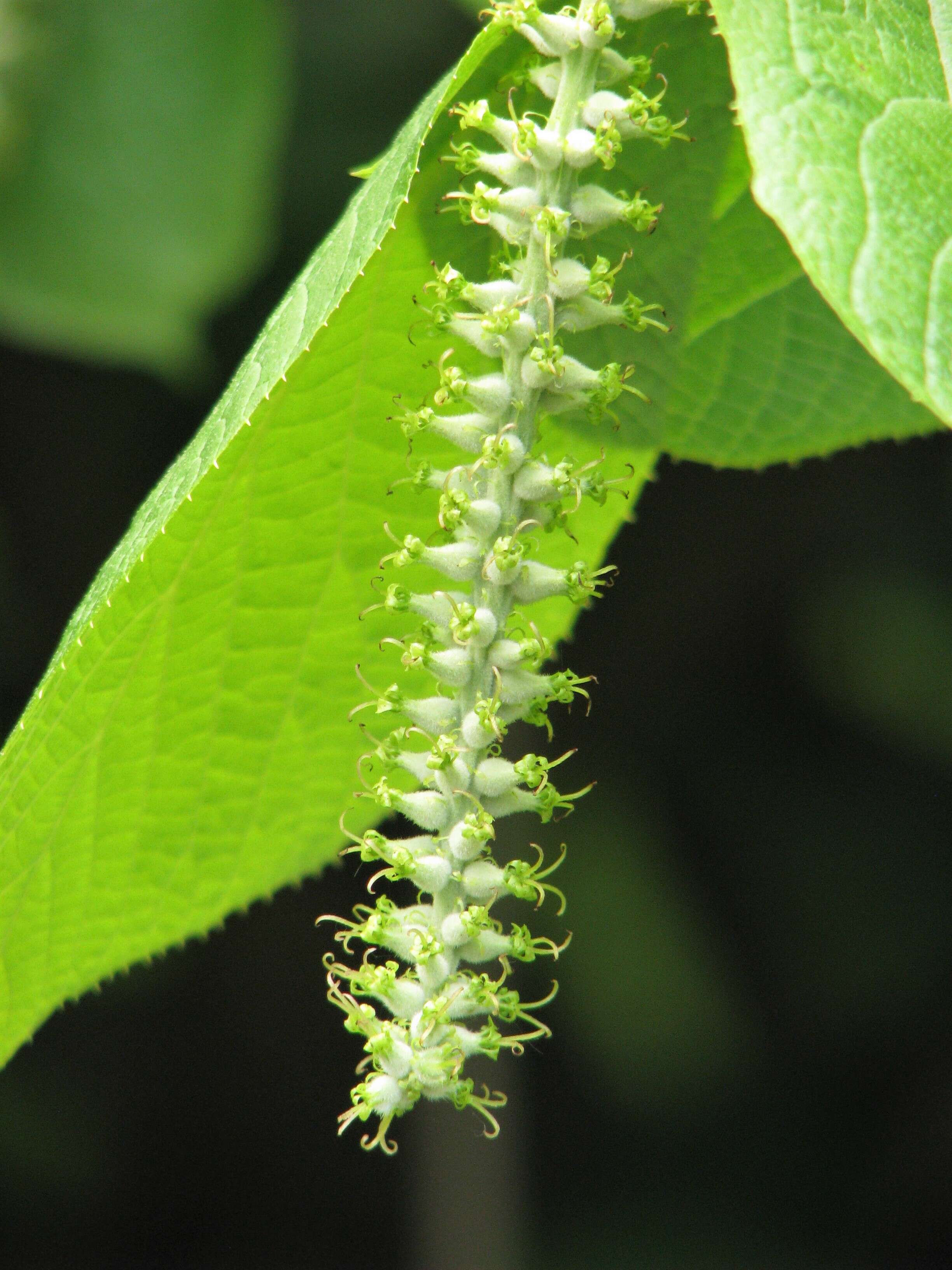 Imagem de Sinowilsonia henryi Hemsl.