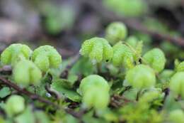 Image of Asterella californica (Hampe ex Austin) Underw.