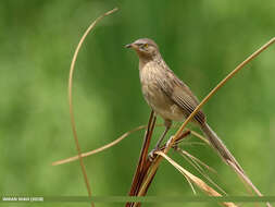 Image of Striated Babbler