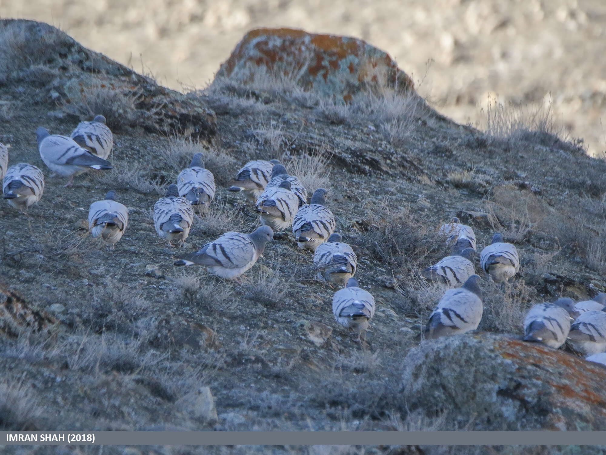 Image of Hill Pigeon