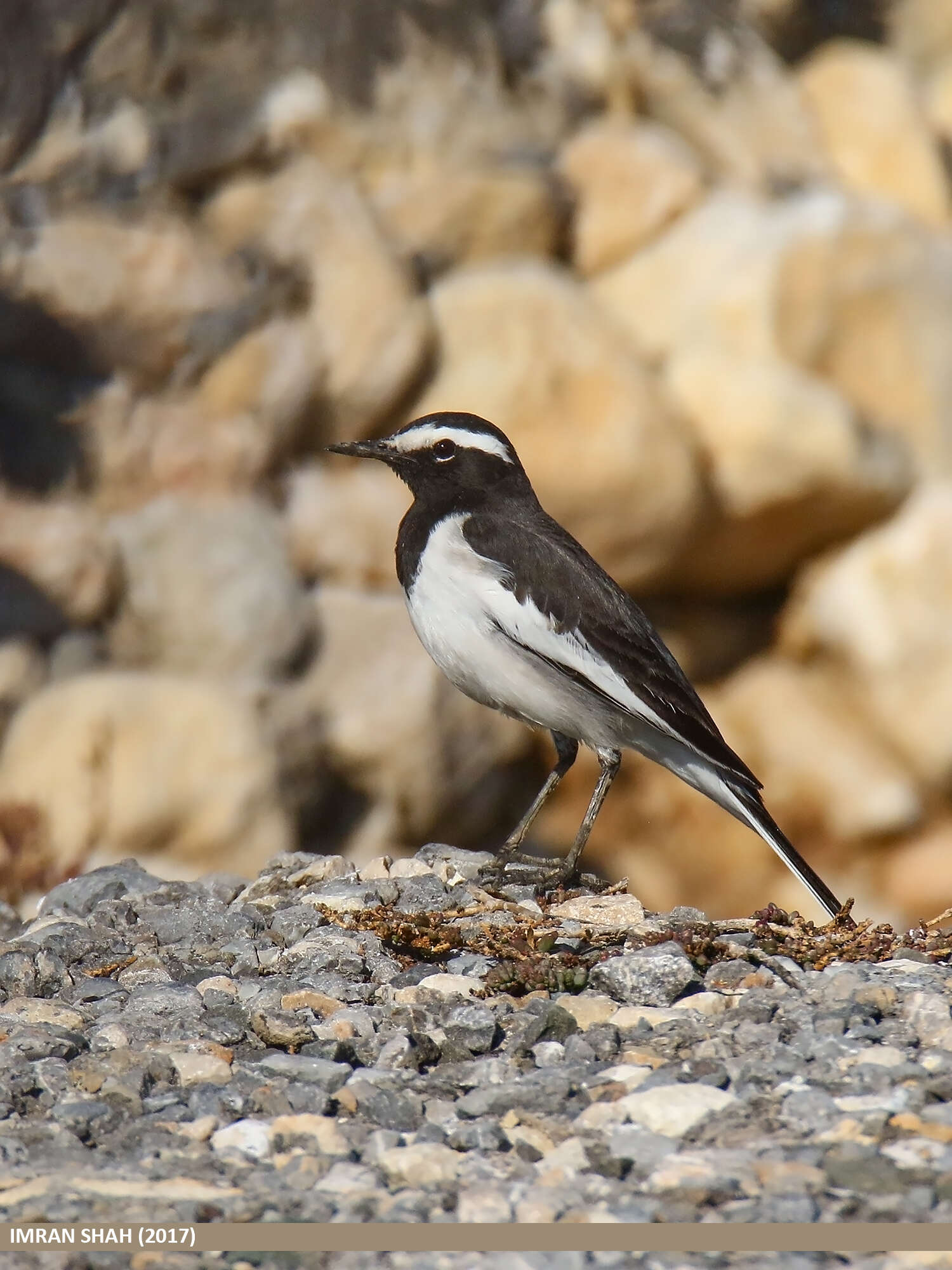 Image of White-browed Wagtail