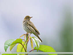 Image of Tree Pipit