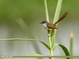 Prinia flaviventris (Delessert 1840) resmi