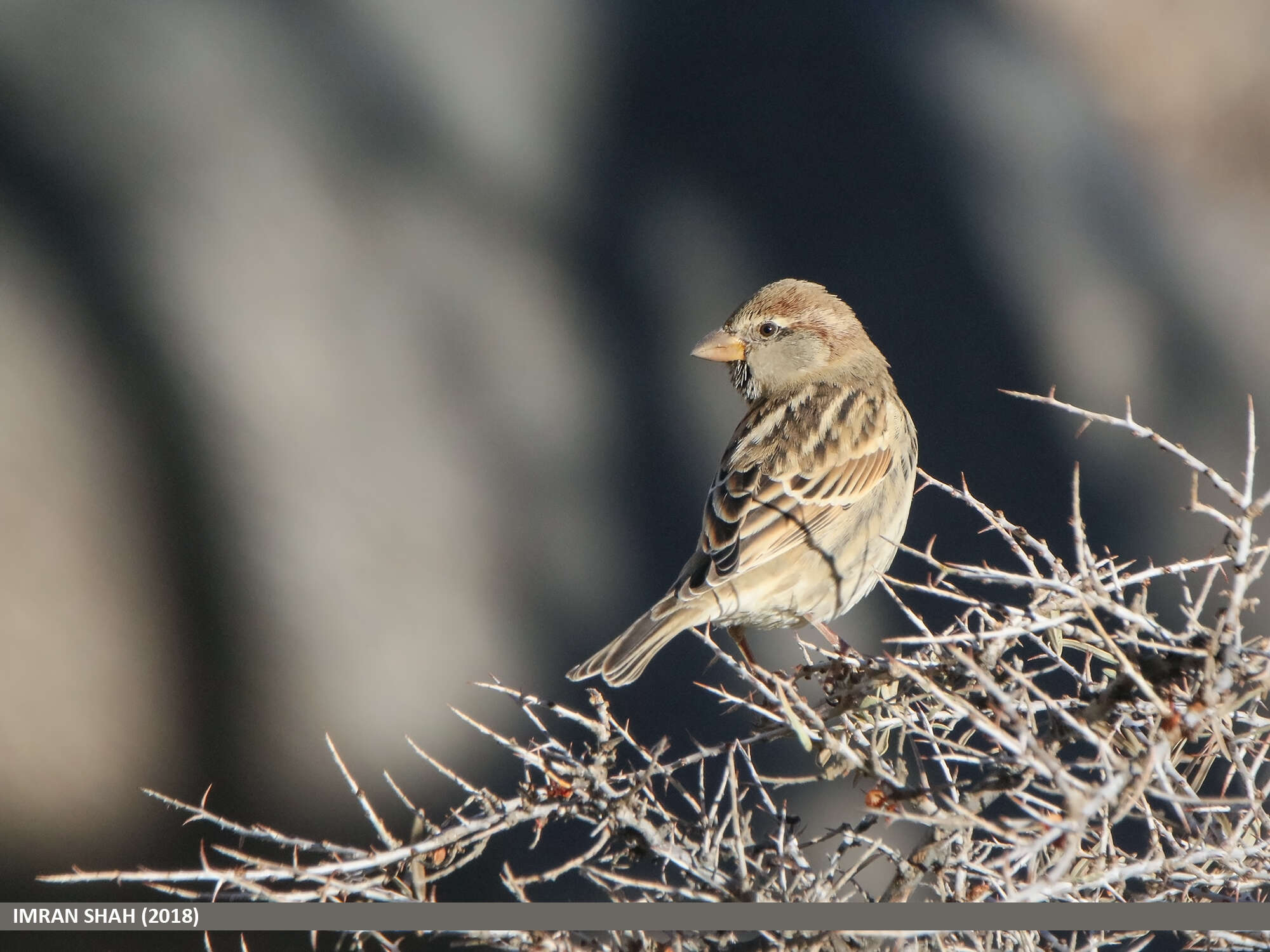 Image of Spanish Sparrow