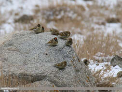 Image of Fire-fronted Serin