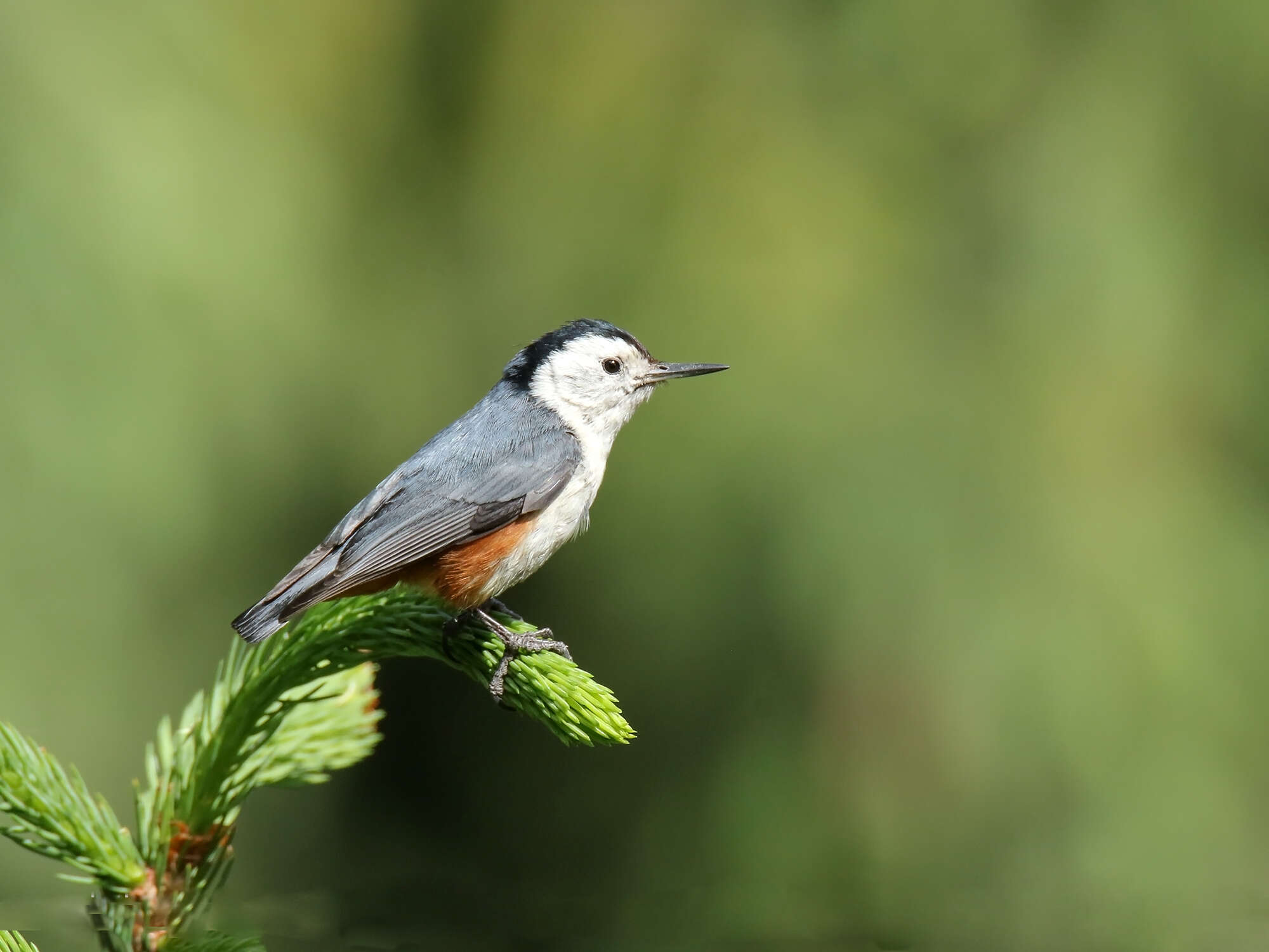 Слика од Sitta leucopsis Gould 1850