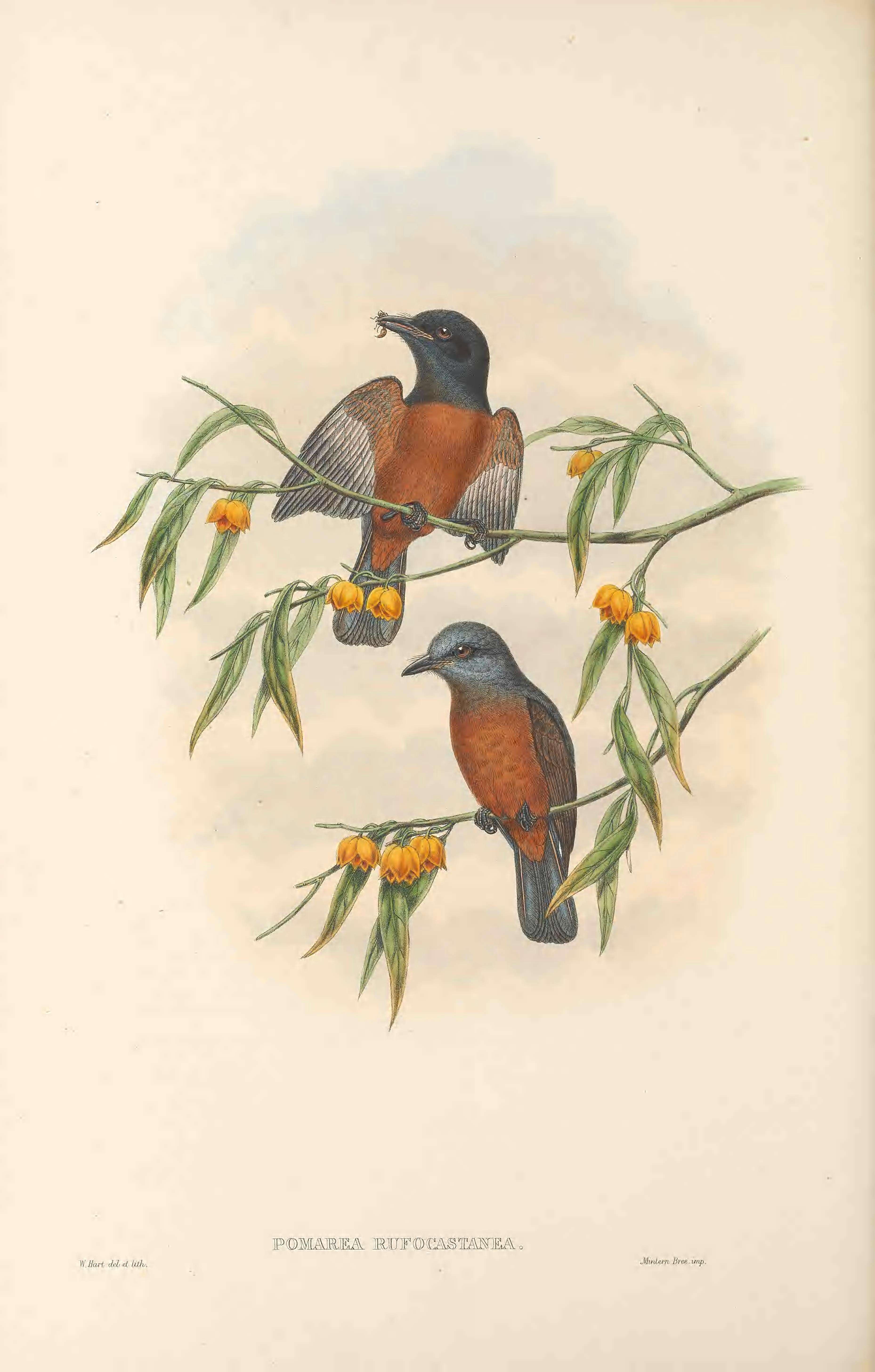 Image of Chestnut-bellied Monarch
