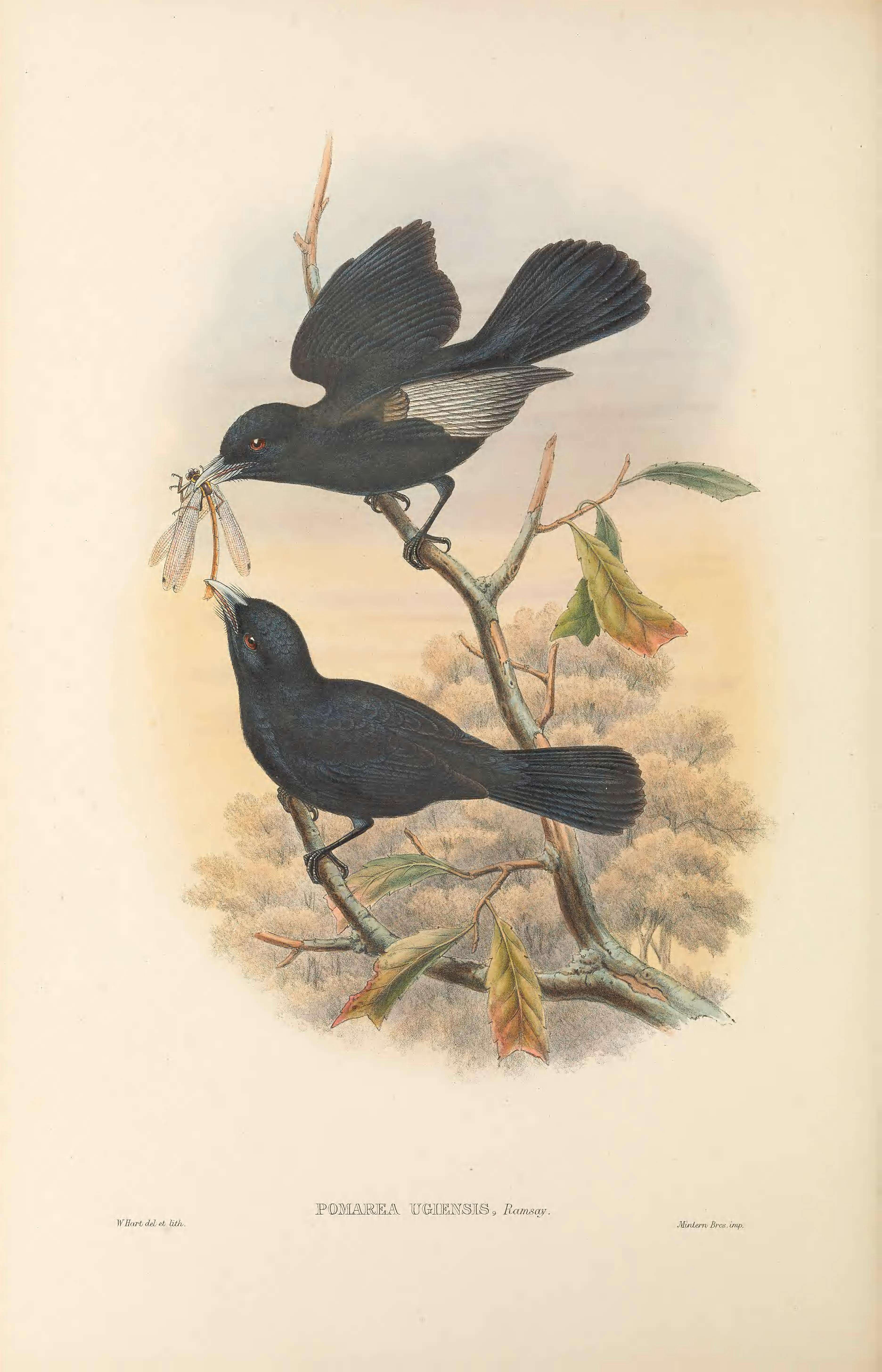 Image of Chestnut-bellied Monarch