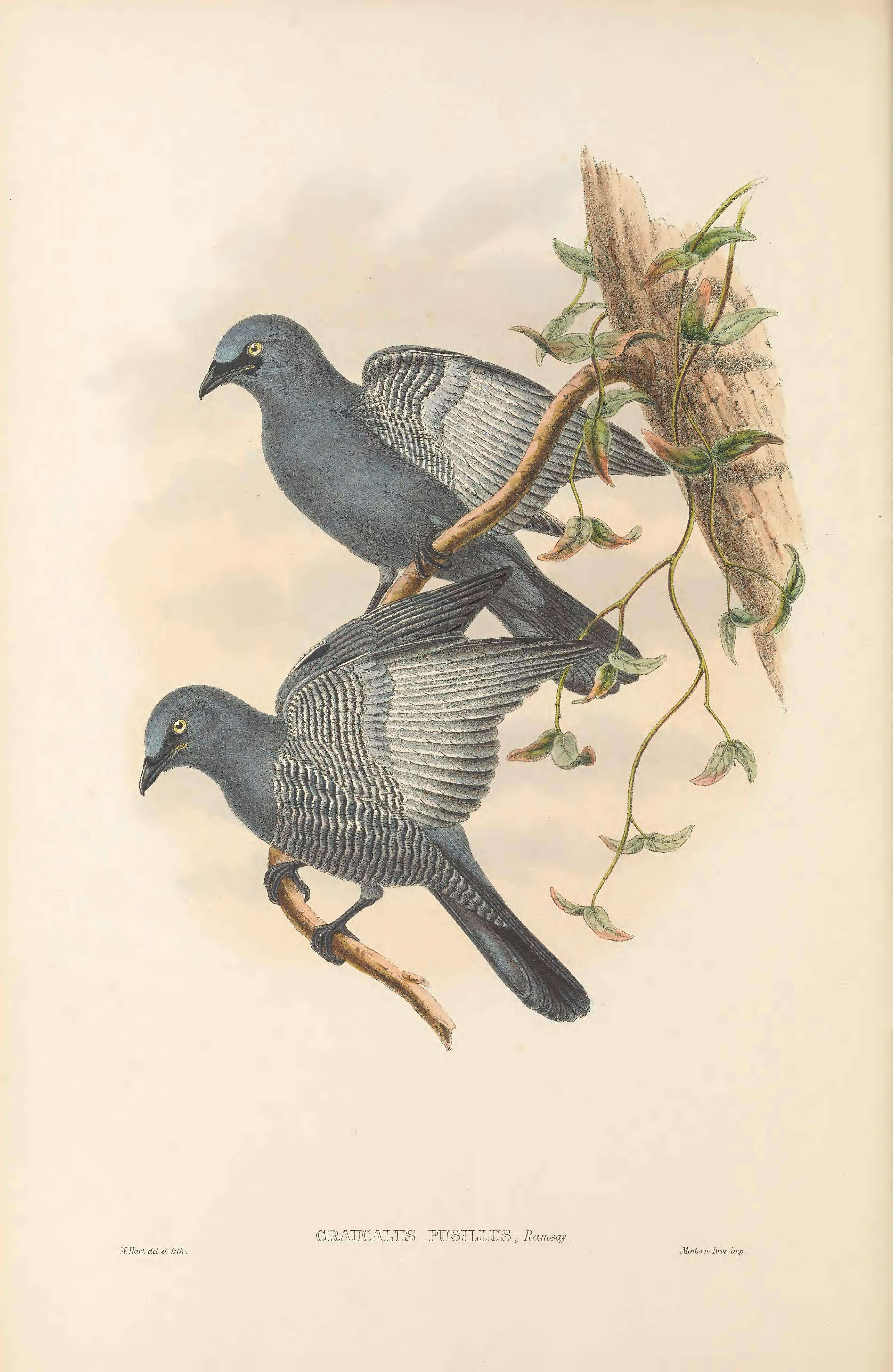 Image of Barred Cuckoo-shrike