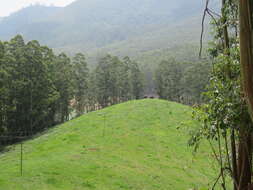 Image of Indian elephant