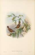 Image of Rufous-sided Gerygone