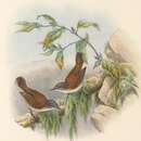 Image of Rufous-sided Gerygone