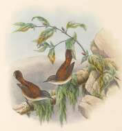 Image of Rufous-sided Gerygone