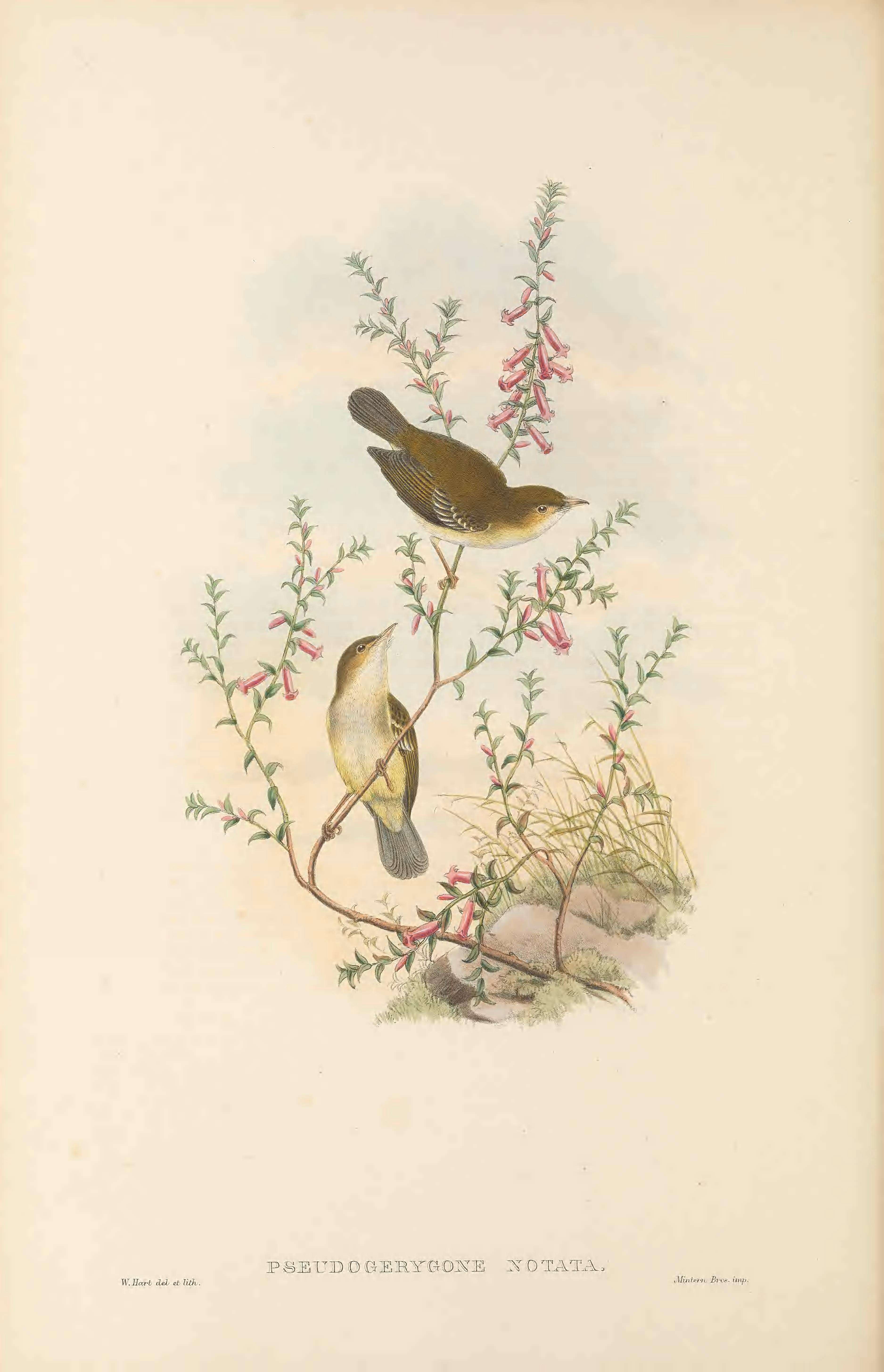 Image of Yellow-bellied Gerygone