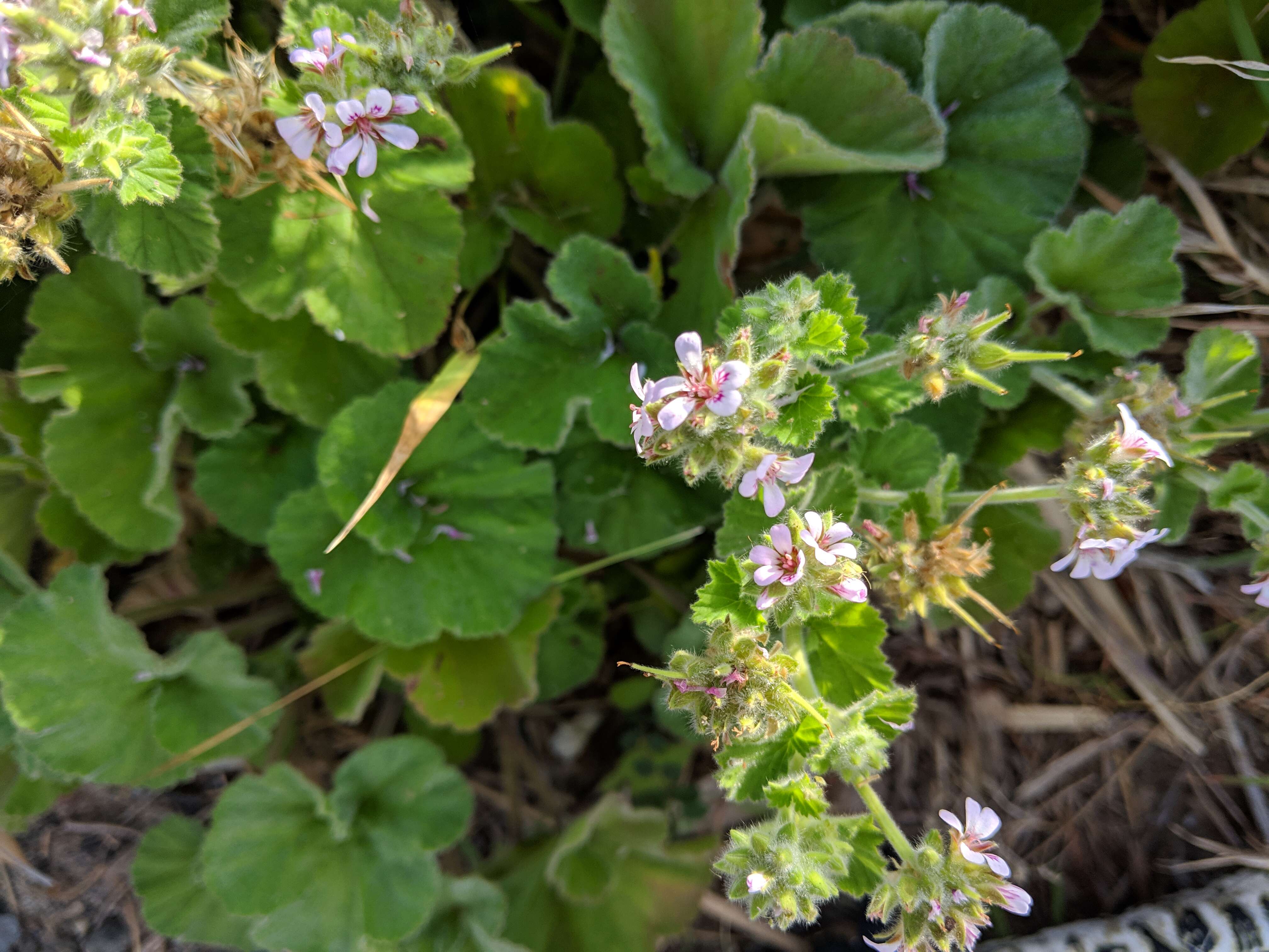 Слика од Pelargonium australe (Poir.) Jacq.