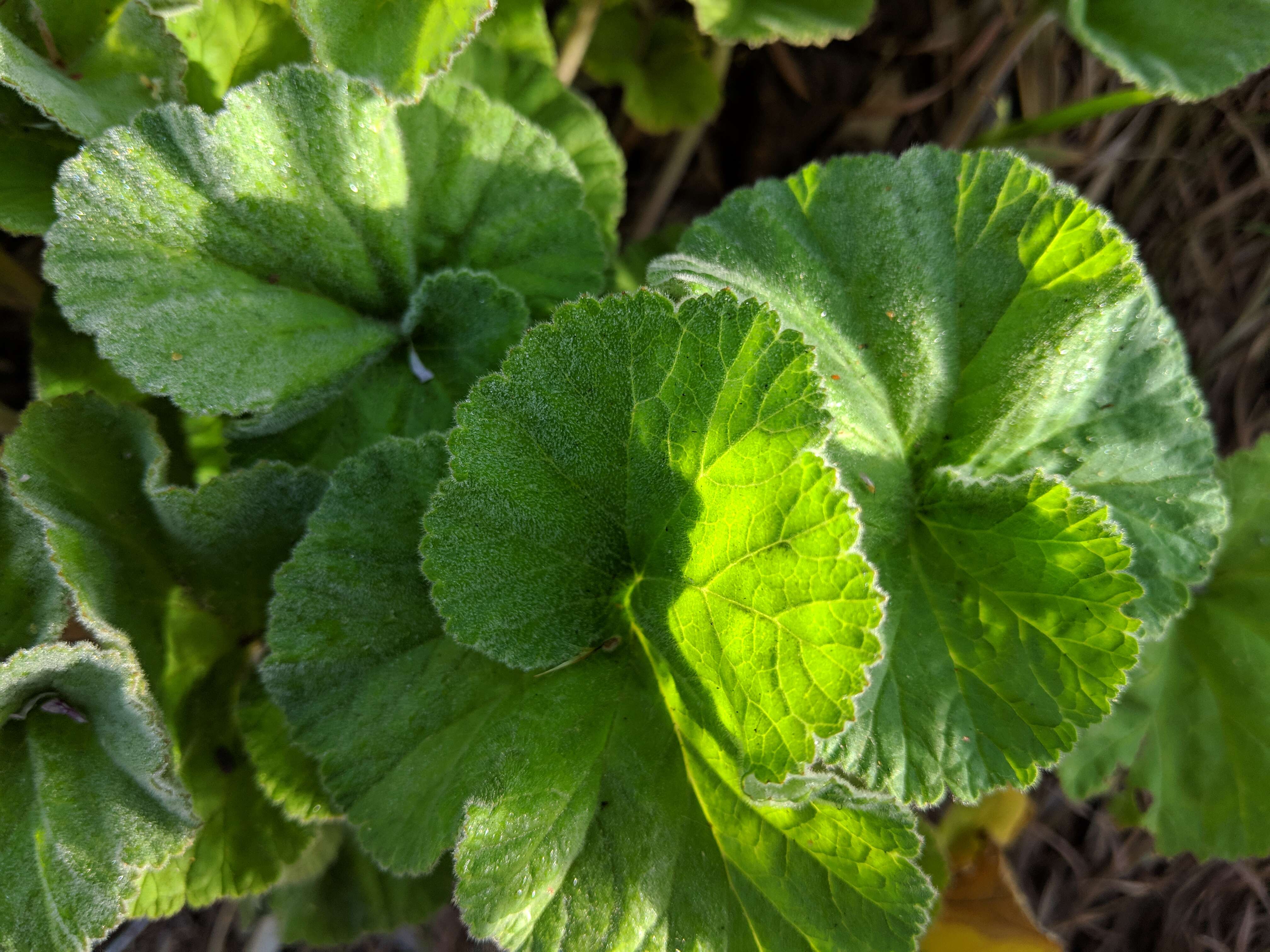 Слика од Pelargonium australe (Poir.) Jacq.