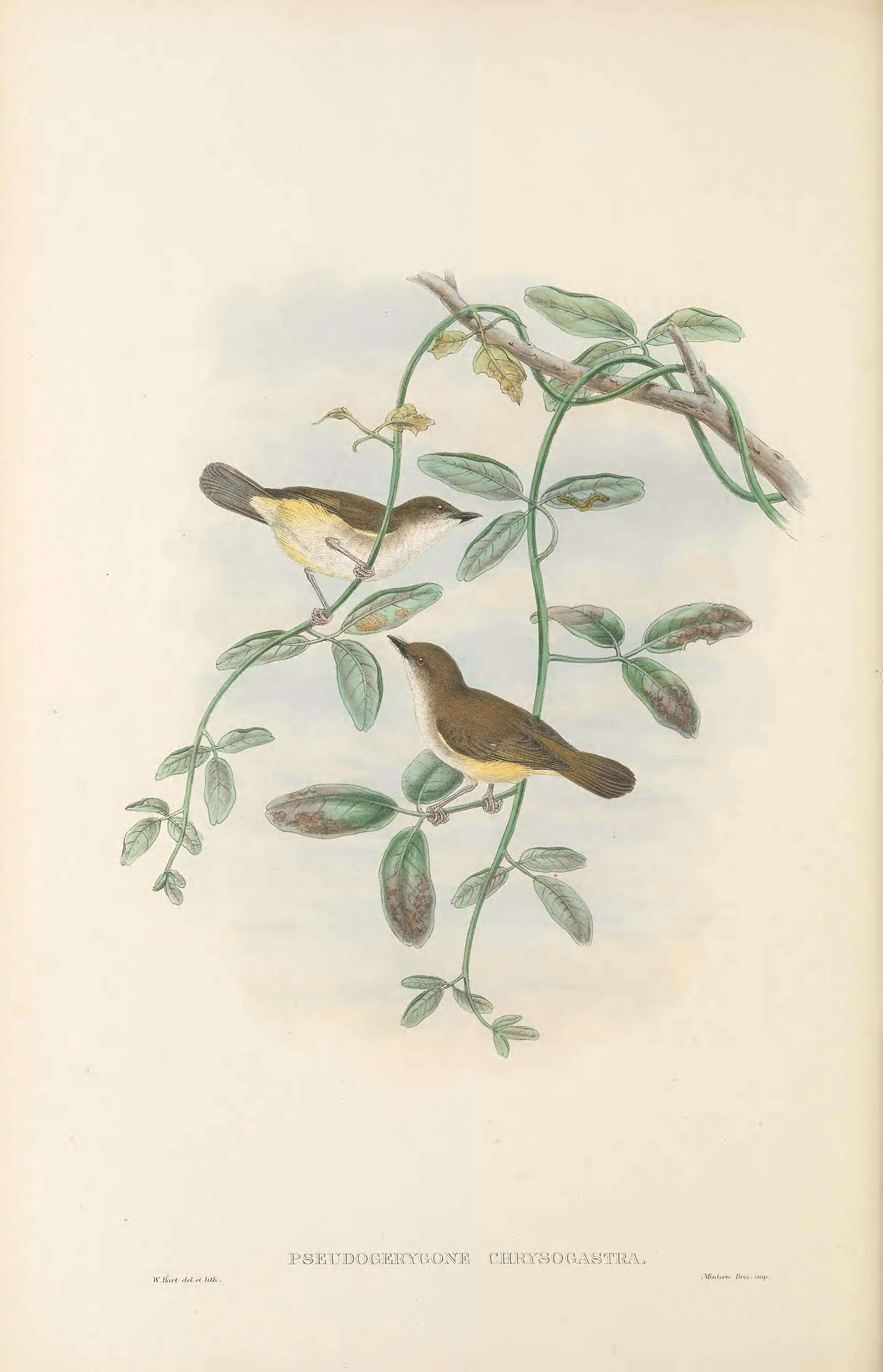 Image of Yellow-bellied Gerygone