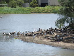 Image of magpie-goose