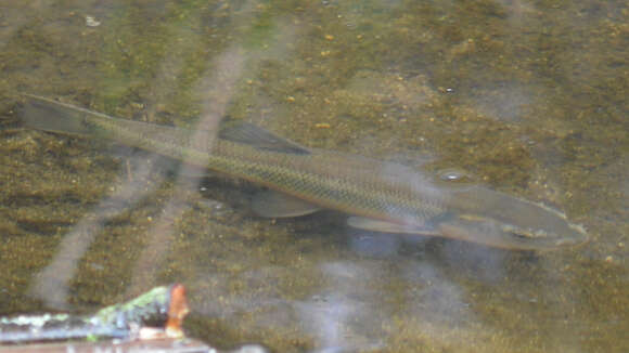 Image of Creek Chub