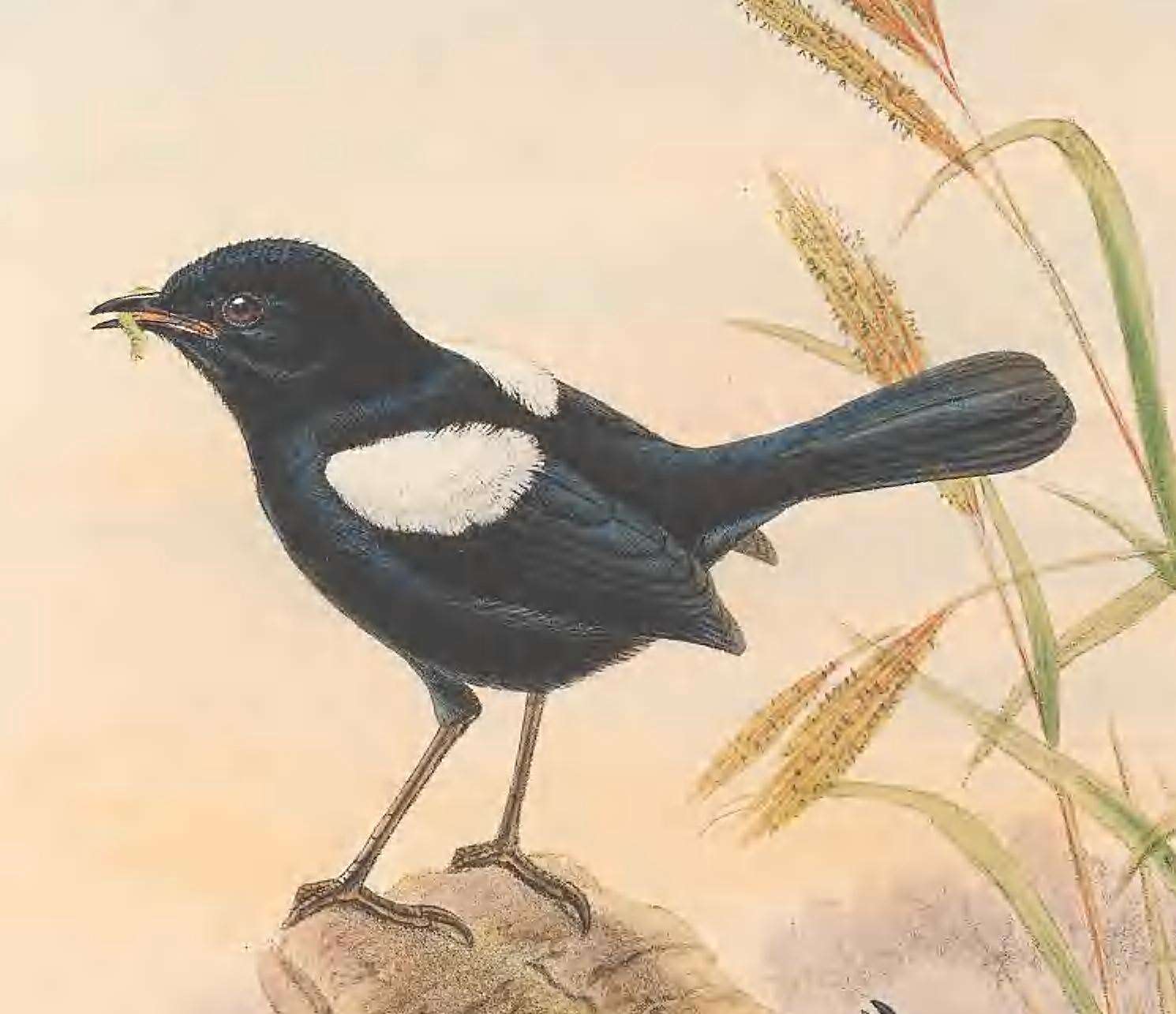 Image of White-shouldered Fairywren