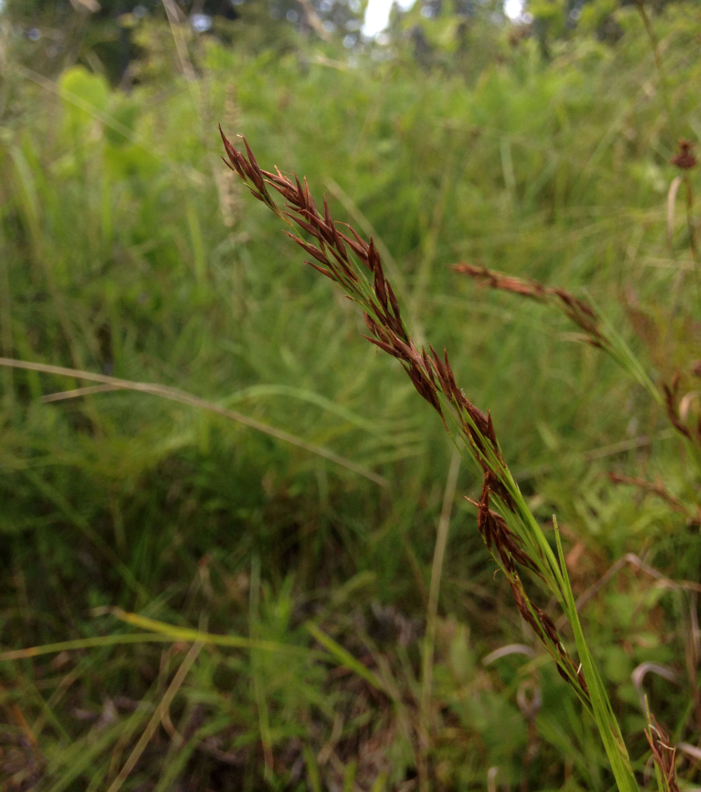 Image of nodding beaksedge