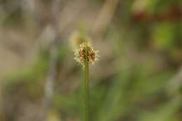 Plancia ëd Ficinia nodosa (Rottb.) Goetgh., Muasya & D. A. Simpson