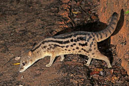 Image of Malagasy civet