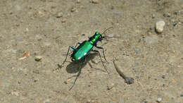 Image of Six Spotted Tiger Beetle