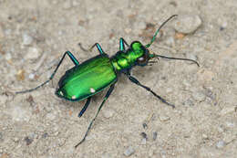 Image of Six Spotted Tiger Beetle