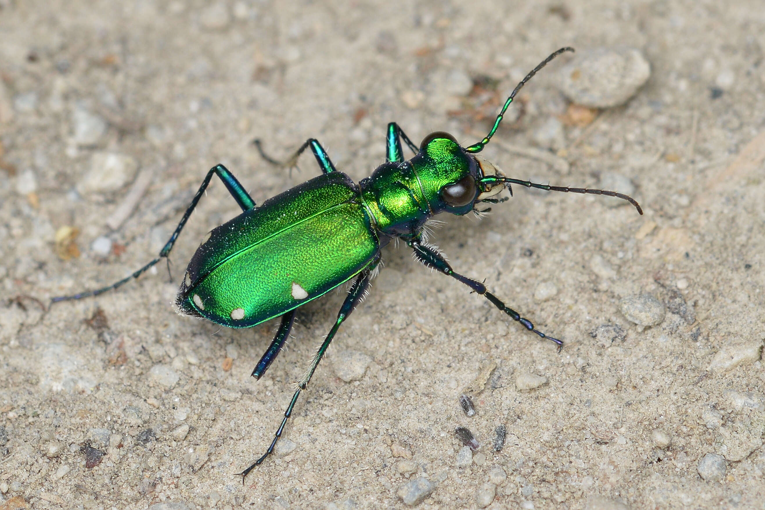 Image of Six Spotted Tiger Beetle