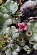 Image of common liverwort