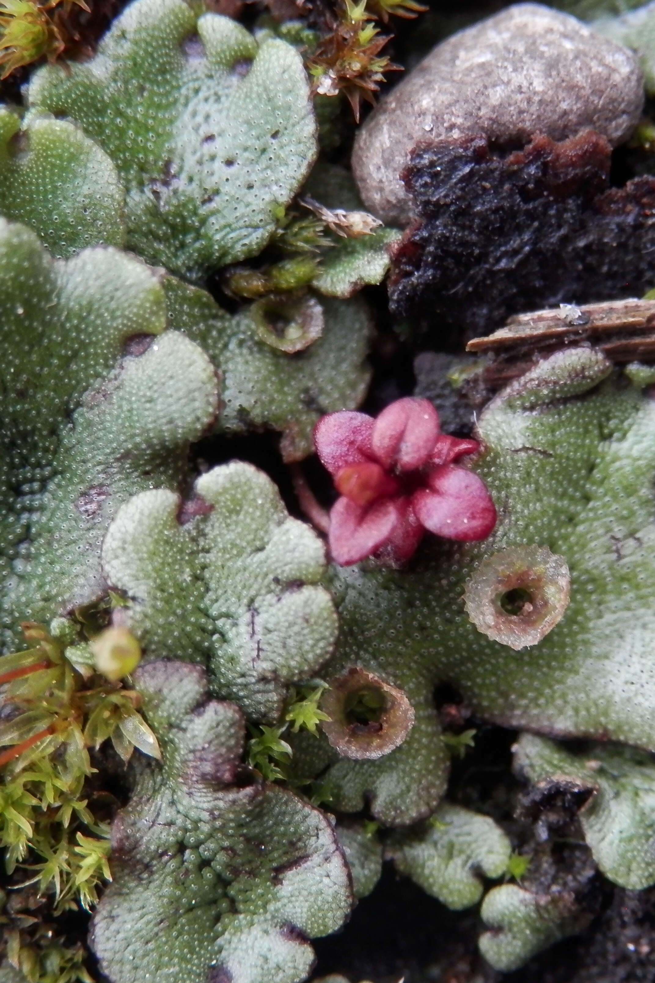 Image of common liverwort