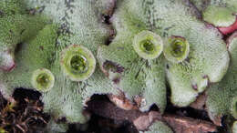 Image of common liverwort