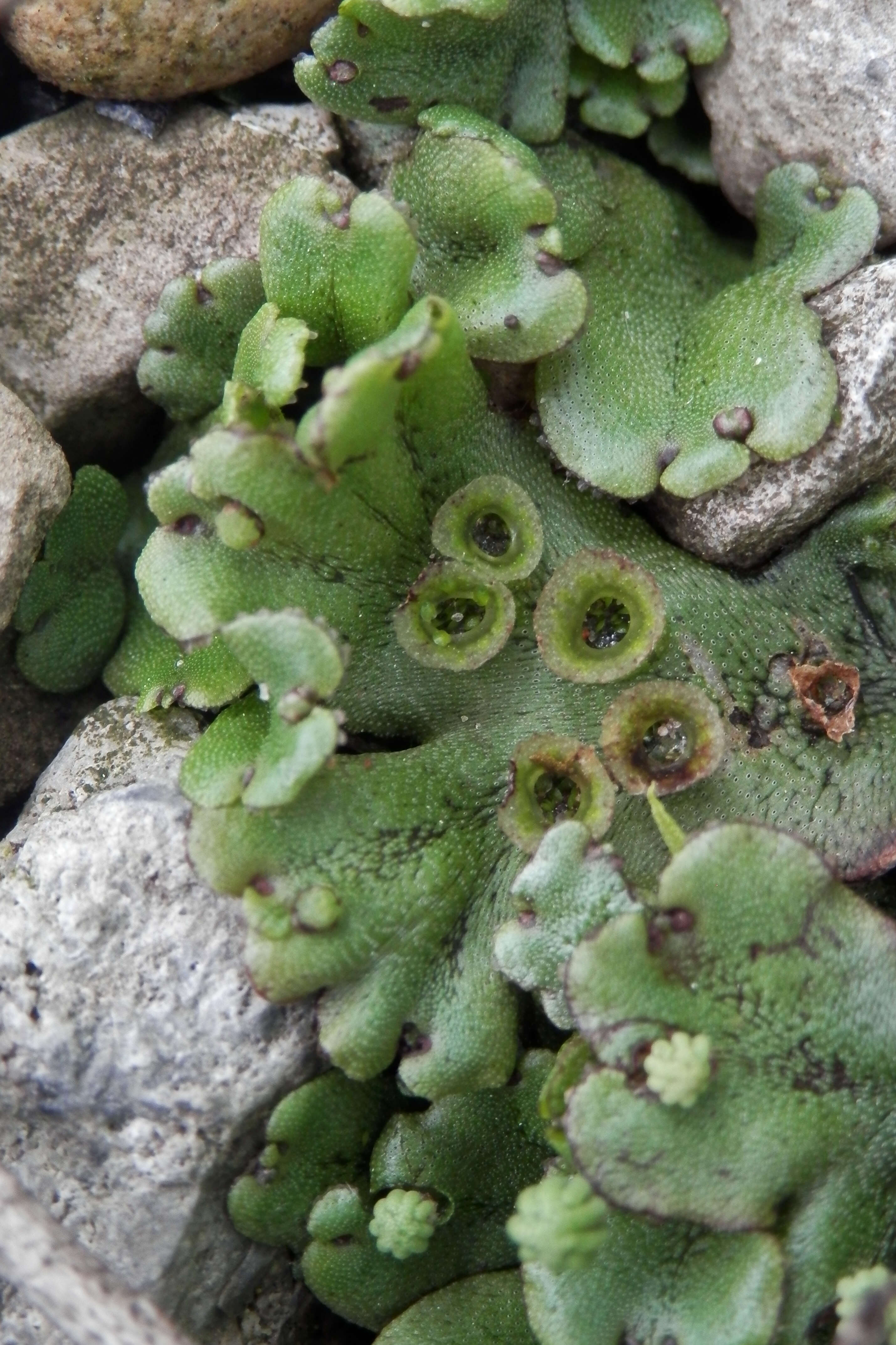 Image of common liverwort