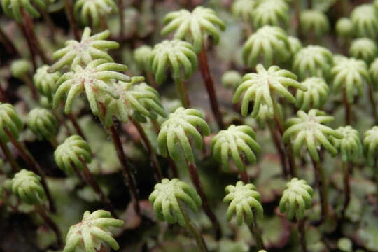 Image of common liverwort