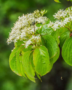 Image of Cornus walteri Wangerin