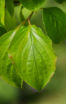 Plancia ëd Cornus walteri Wangerin