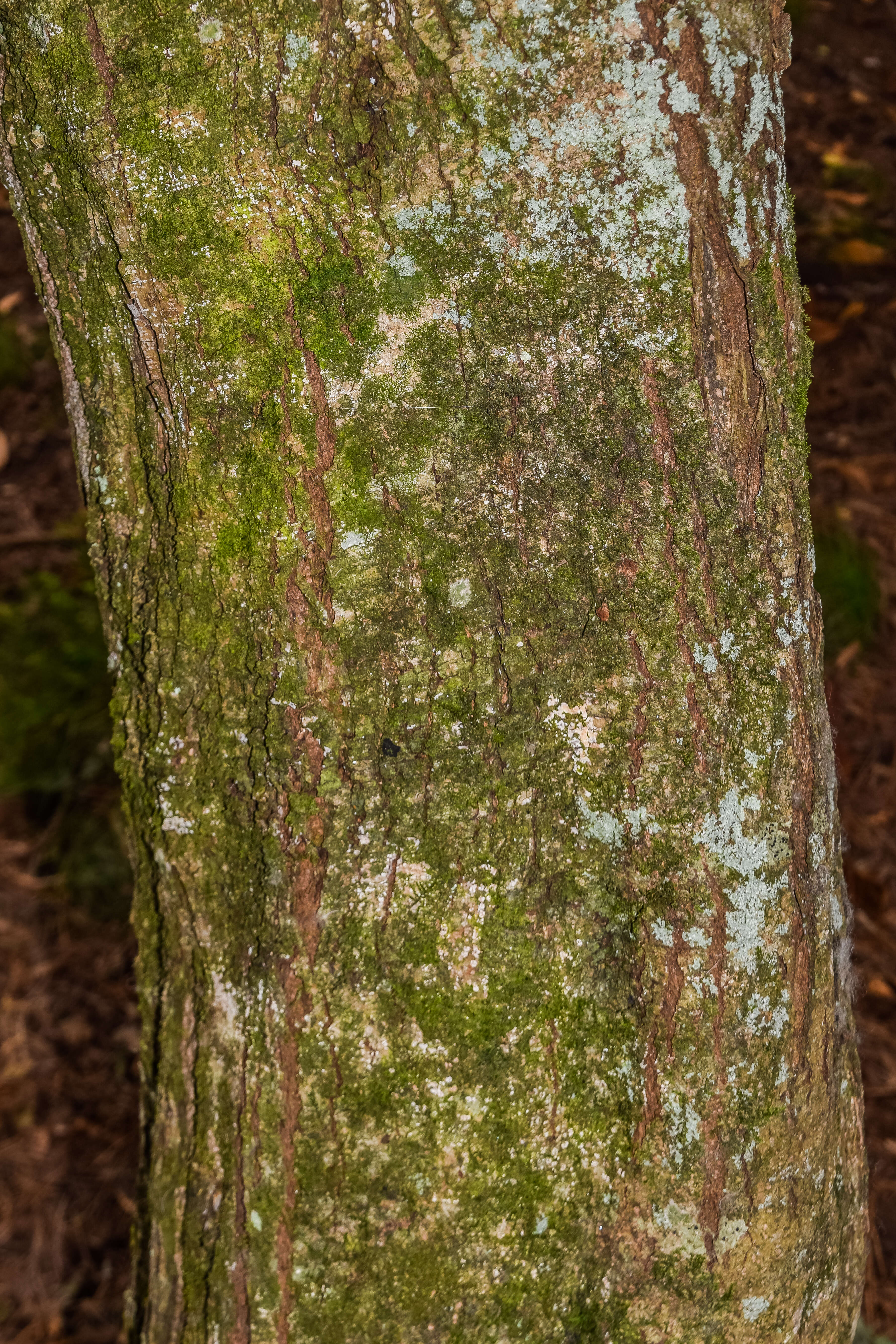 Image of Crinodendron patagua Molina