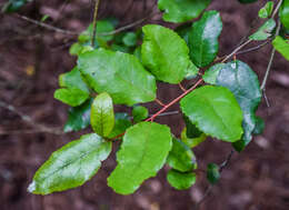 Image of Crinodendron patagua Molina