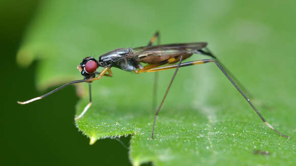 Imagem de Rainieria antennaepes (Say 1823)