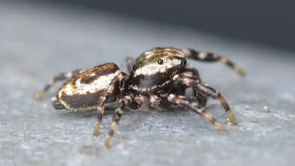 Image of Peppered Jumper