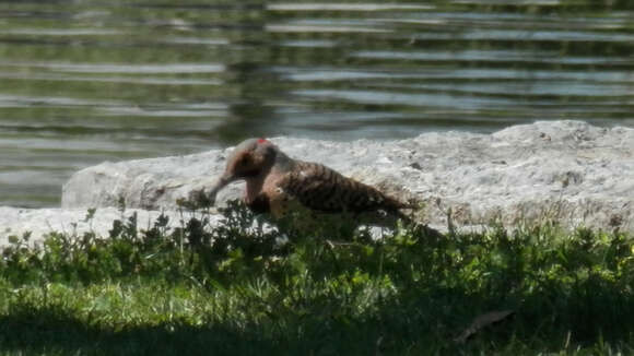 Image of Northern Flicker