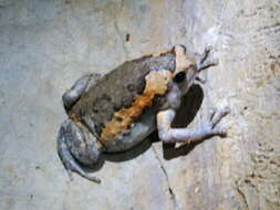 Image of Banded Bullfrog