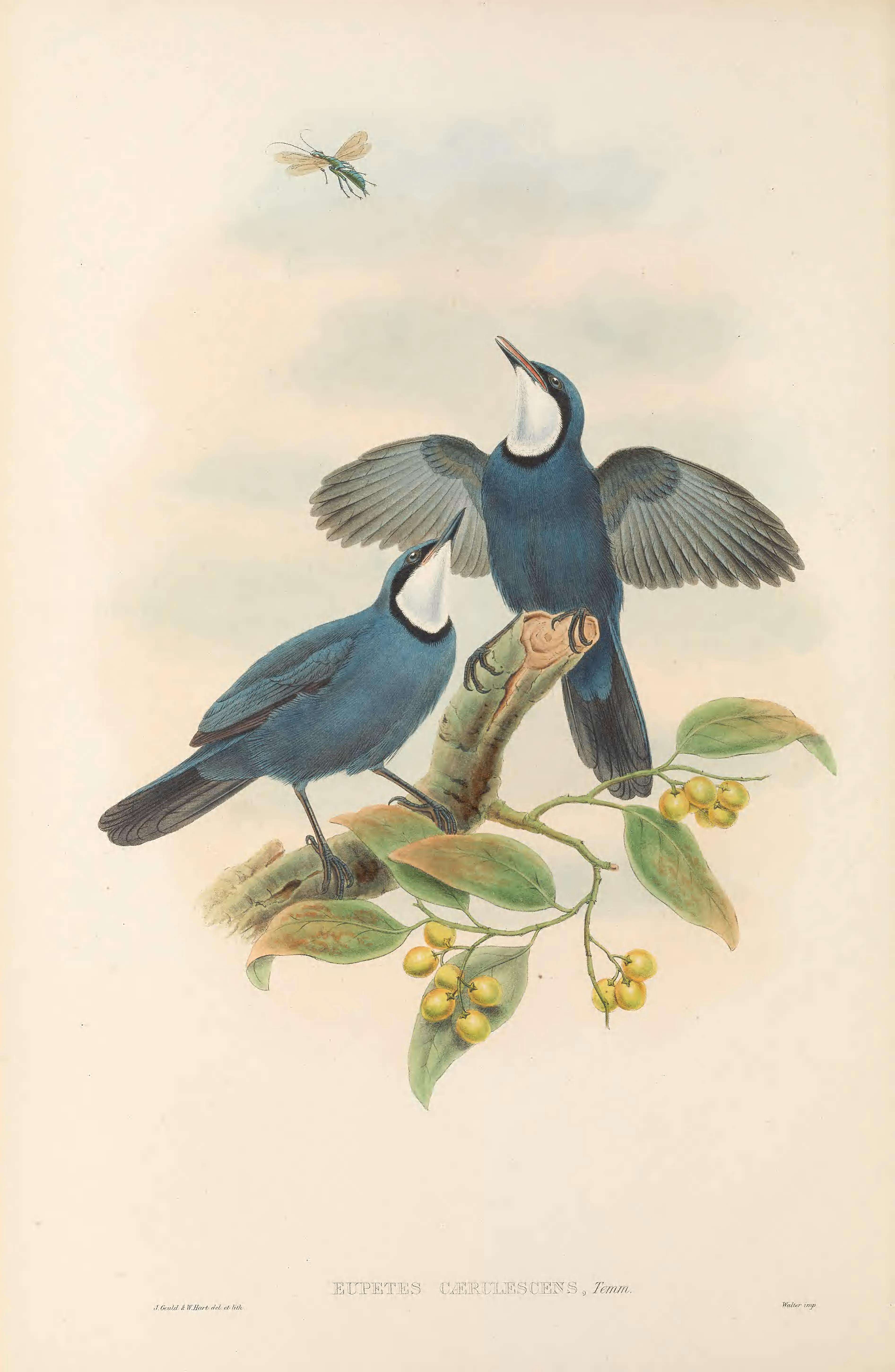 صورة Ptilorrhoa caerulescens (Temminck 1836)